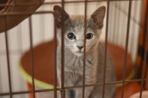 ペットカメラを設置するメリットとは？