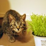 ペットカメラはどこに設置すべき？設置場所の目安を紹介