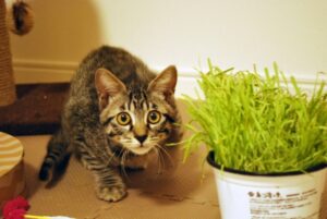 ペットカメラはどこに設置すべき？設置場所の目安を紹介