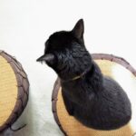 スマートデバイス活用で猫の留守番対策をより快適に！安心できる方法をご紹介