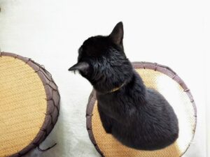 スマートデバイス活用で猫の留守番対策をより快適に！安心できる方法をご紹介