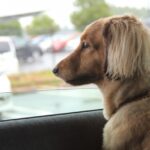 愛犬がリラックスして留守番できる対策方法！スマートデバイス活用でより安心！