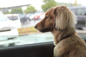 愛犬がリラックスして留守番できる対策方法！スマートデバイス活用でより安心！